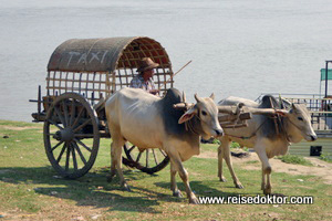 Ochsentaxi Myanmar