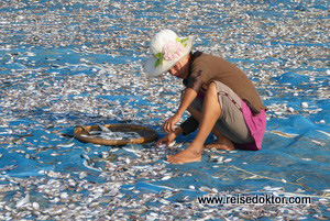 Trockenfisch Myanmar