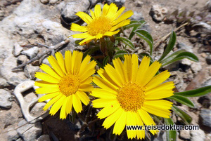 Blumen auf Menorca