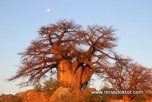 Baobab Botswana
