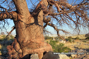 Baobab Kubu Island