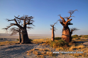 Botswana Baobab