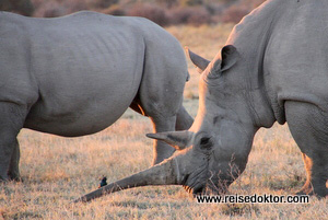 Botswana Nashorn