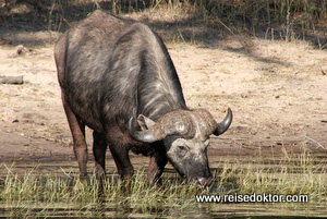 Büffel in Botswana