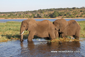 Chobe Bootsfahrt Elefanten