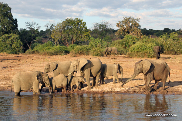 Chobe Nationalpark Elefanten