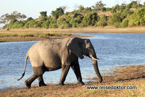 Elefant in Botswana