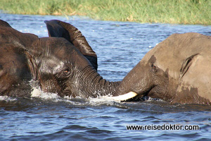 Elefanten Chobe Nationalpark