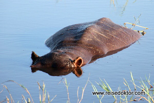 Flusspferd Chobe Nationalpark