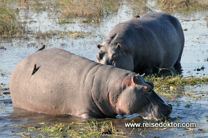 Flusspferd im Chobe