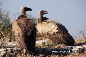 Geier in Botswana