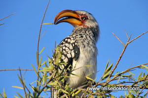 Gelbschnabeltoko Botswana