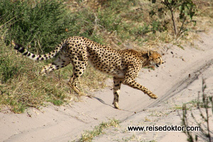 Gepard Botswana