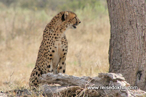 Gepard im Chobe
