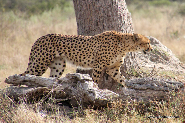 Gepard in Savuti