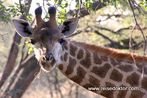 Giraffe Botswana