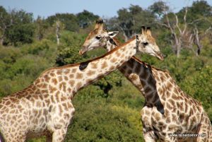 Giraffen im Chobe Nationalpark