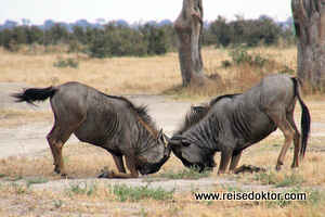 Gnus im Chobe