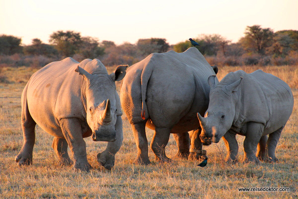 Khama Rhino Sanctuary