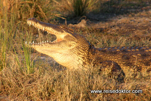 Krokodil Chobe Nationalpark