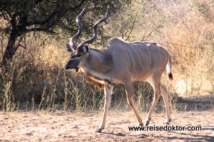 Kudu Botswana