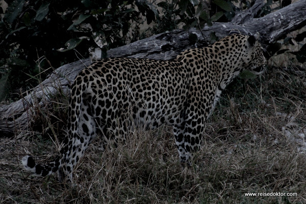 Leopard bei Nacht