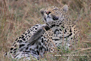 Leopard Botswana