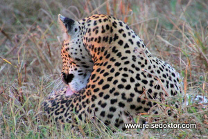 Leopard Chobe