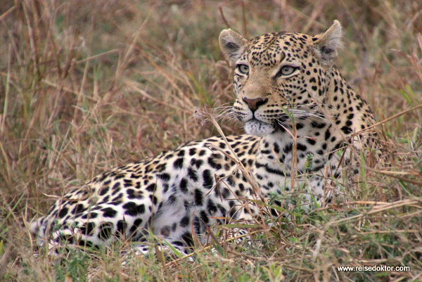 Leopard Savuti