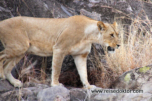 Löwe Botswana