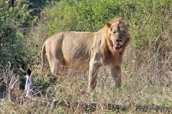 Löwe im Chobe Nationalpark