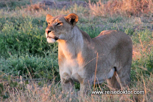 Löwin im Chobe Nationalpark