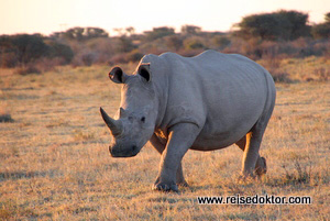 Nashorn Botswana