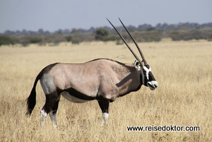 Oryx Antilope