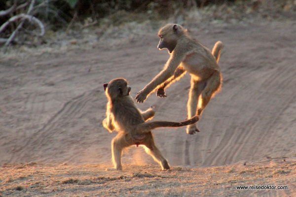 Paviane Chobe Nationalpark