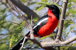 Rotbauchwürger Botswana