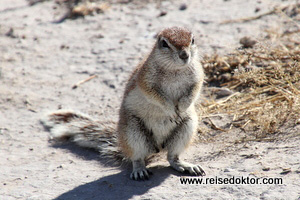 Streifenhörnchen