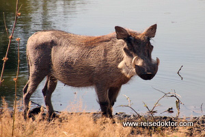 Warzenschwein Botswana