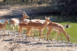 Wasserloch Impala