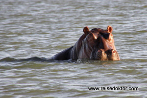 Flusspferd Blauer Nil