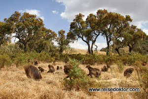 Gruppe Paviane Simien