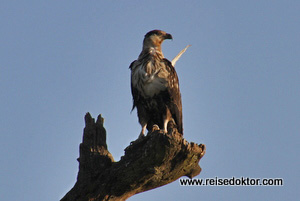 Schreiseeadler