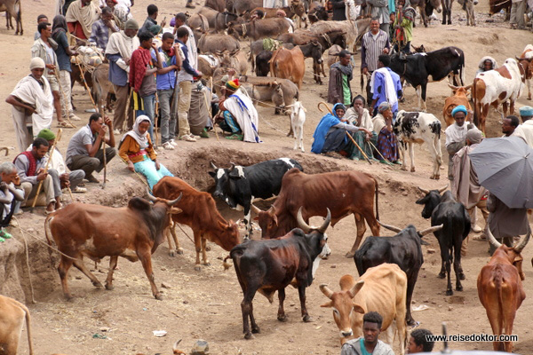 Viehmarkt in Lalibela