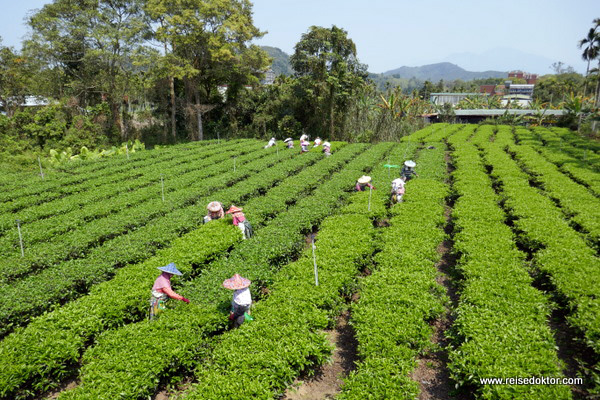 Teeplantage in Taiwan