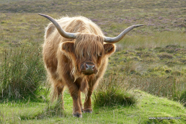 Hochlandrind Schottland