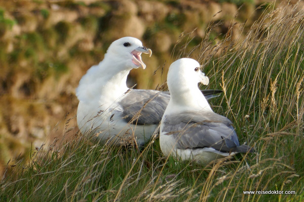 Irland Möwen