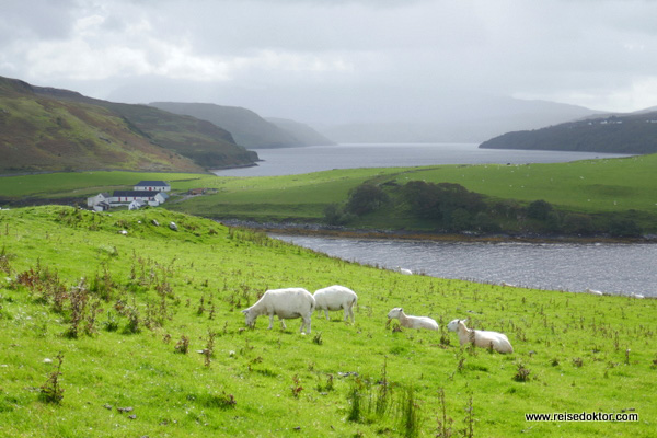 Schafe in Schottland