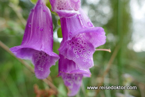 Schottland Blumen