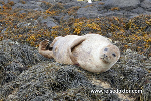 Seehund in Schottland