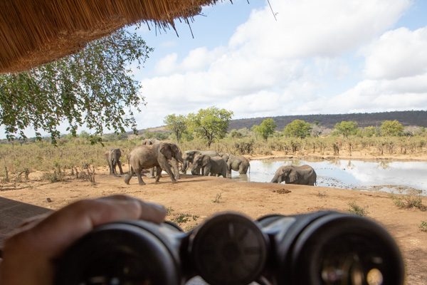Elefantenbeobachtung